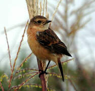 Stejneger's Stonechat