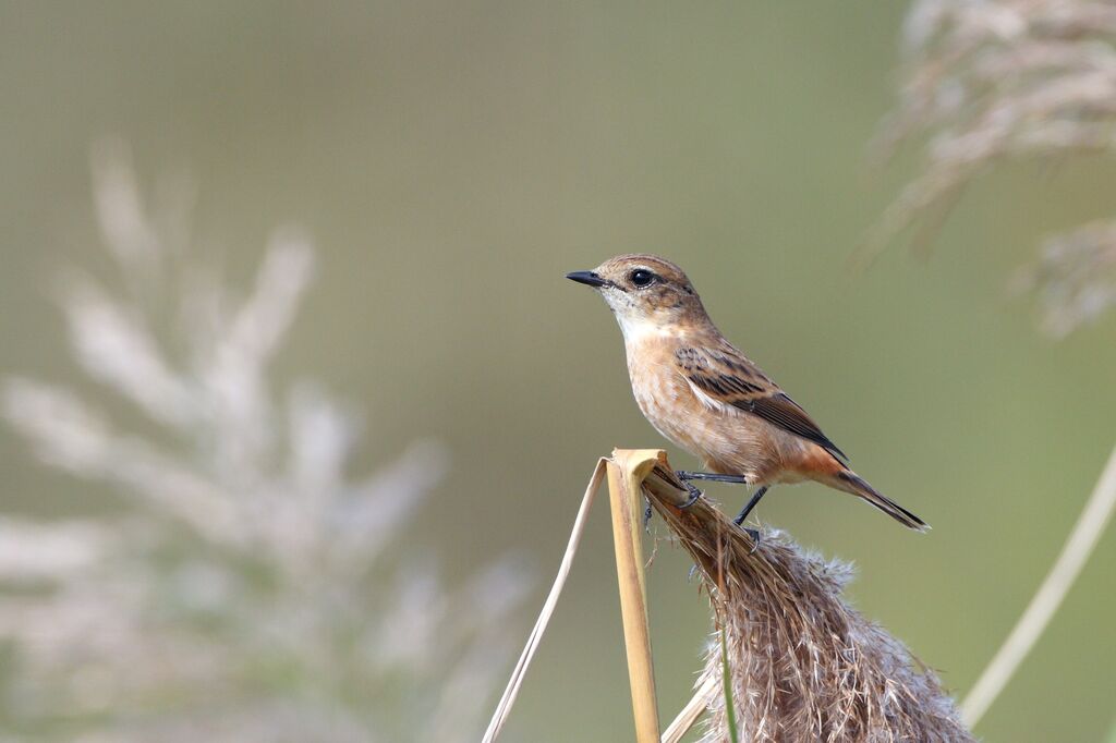 Stejneger's Stonechat