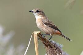 Amur Stonechat