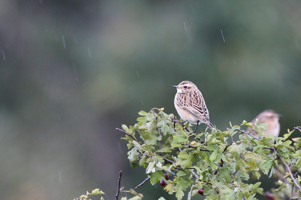 Whinchat