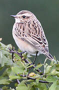 Whinchat