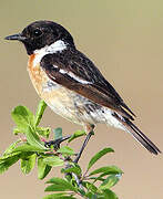 European Stonechat