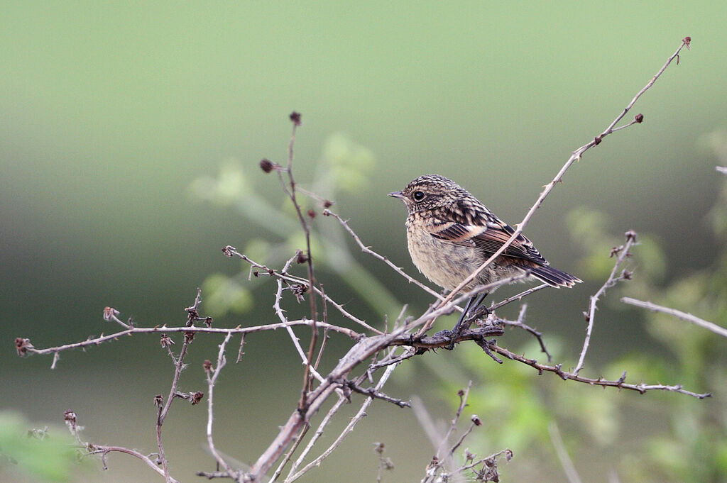 European Stonechat