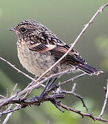 European Stonechat