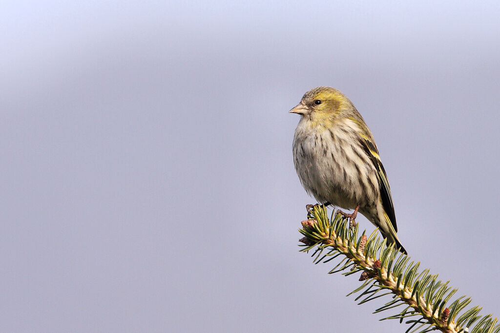 Eurasian Siskin female