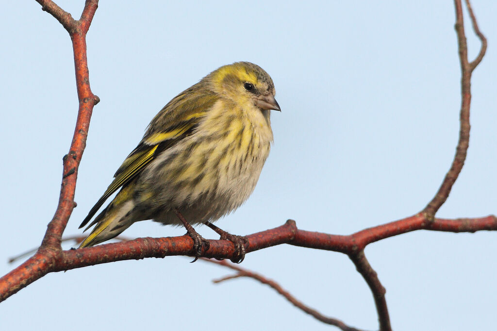 Eurasian Siskin female