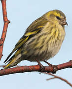 Eurasian Siskin