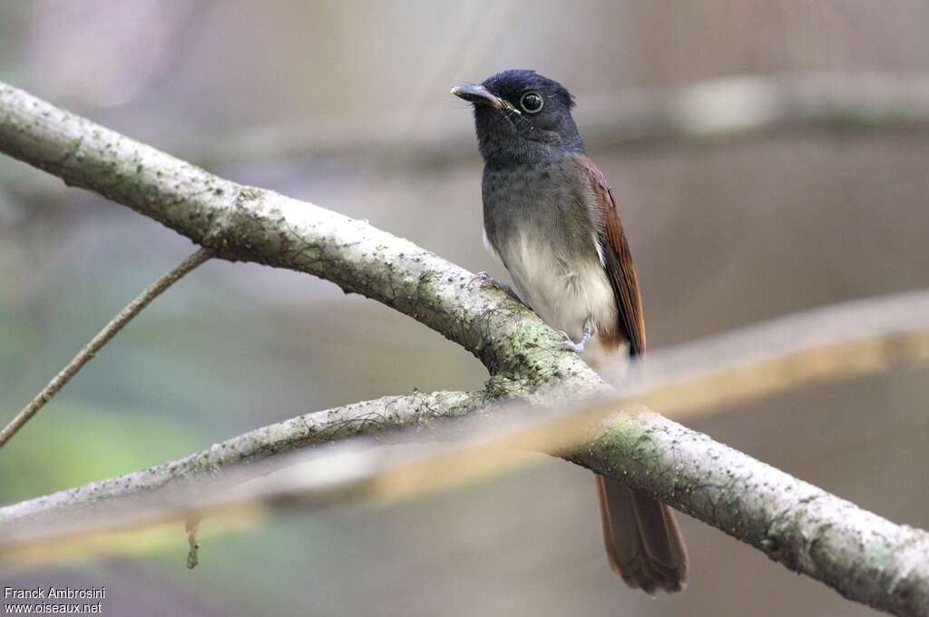 Japanese Paradise Flycatcher