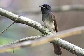 Black Paradise Flycatcher