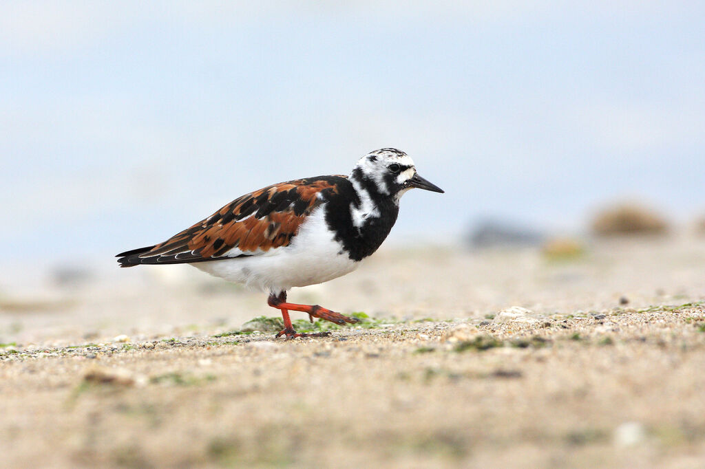 Ruddy Turnstone