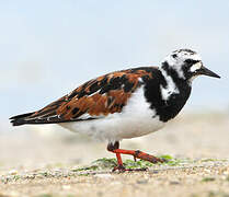 Ruddy Turnstone