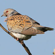 European Turtle Dove