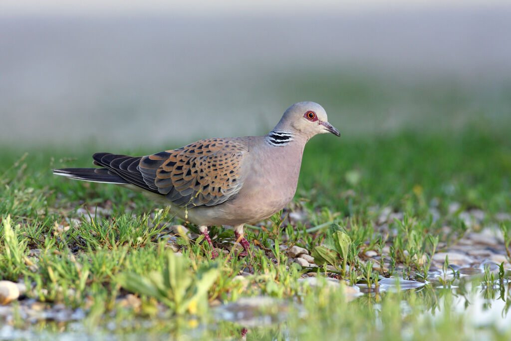 European Turtle Dove