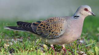 European Turtle Dove