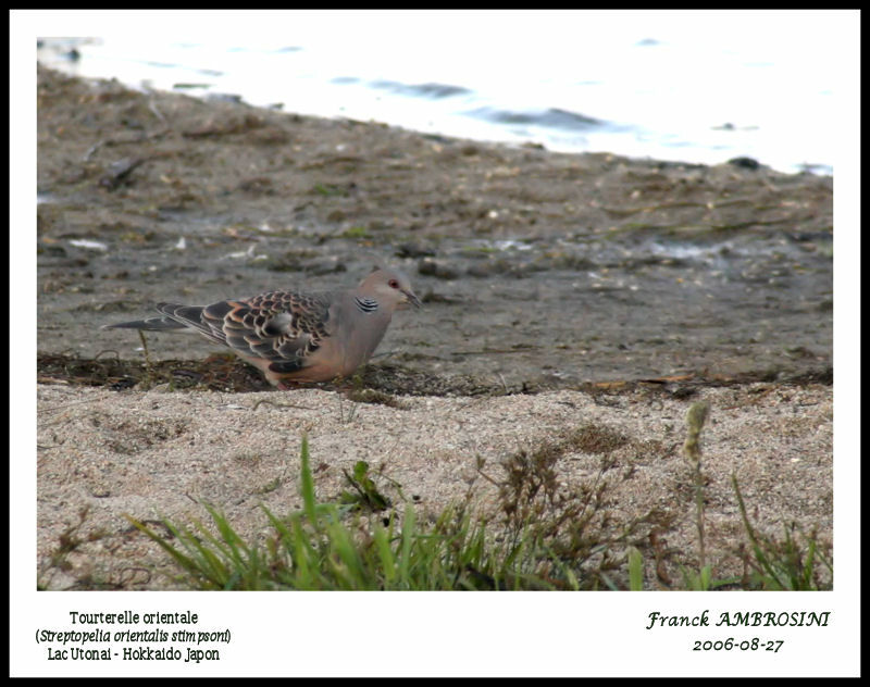 Oriental Turtle Doveadult