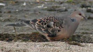 Oriental Turtle Dove