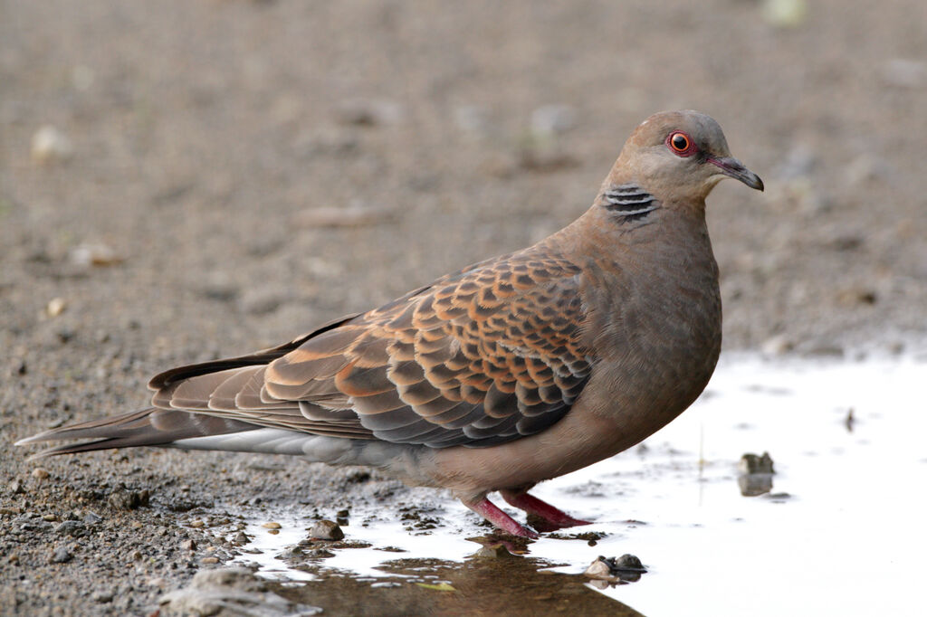 Oriental Turtle Doveadult