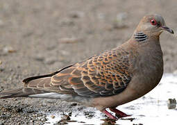 Oriental Turtle Dove