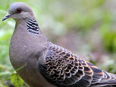 Oriental Turtle Dove