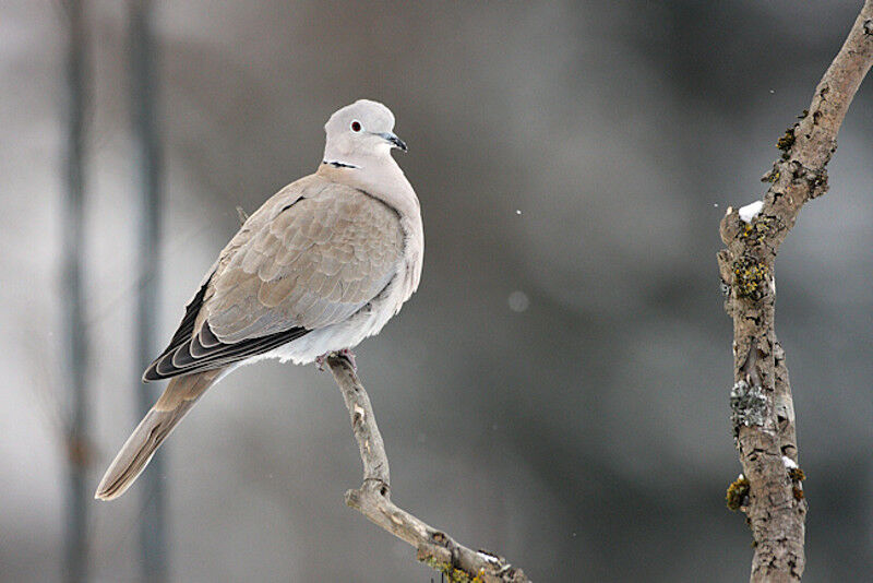 Eurasian Collared Dove