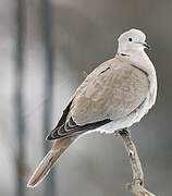 Eurasian Collared Dove