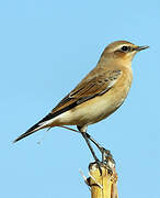 Northern Wheatear