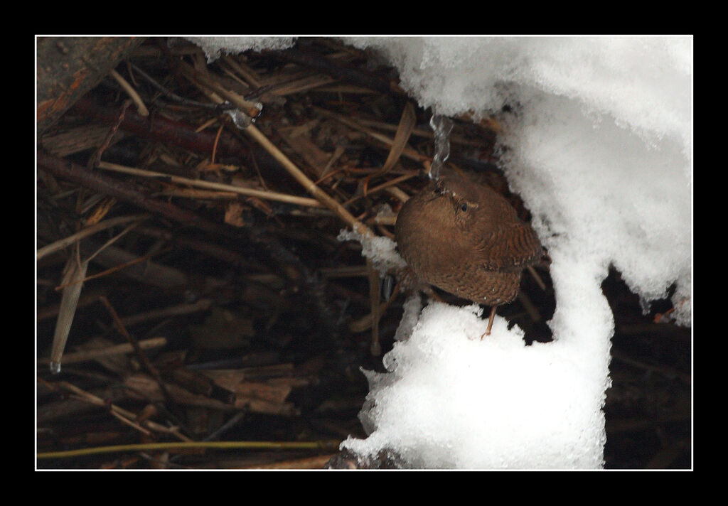 Eurasian Wren