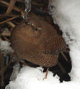 Eurasian Wren