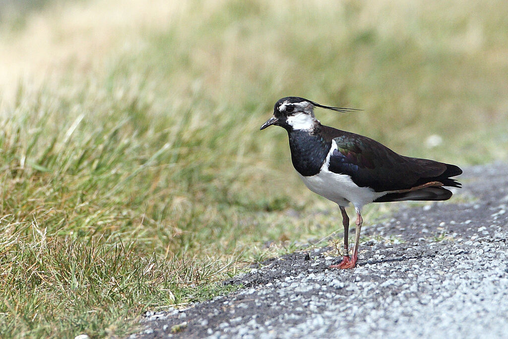 Vanneau huppé