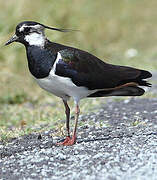 Northern Lapwing