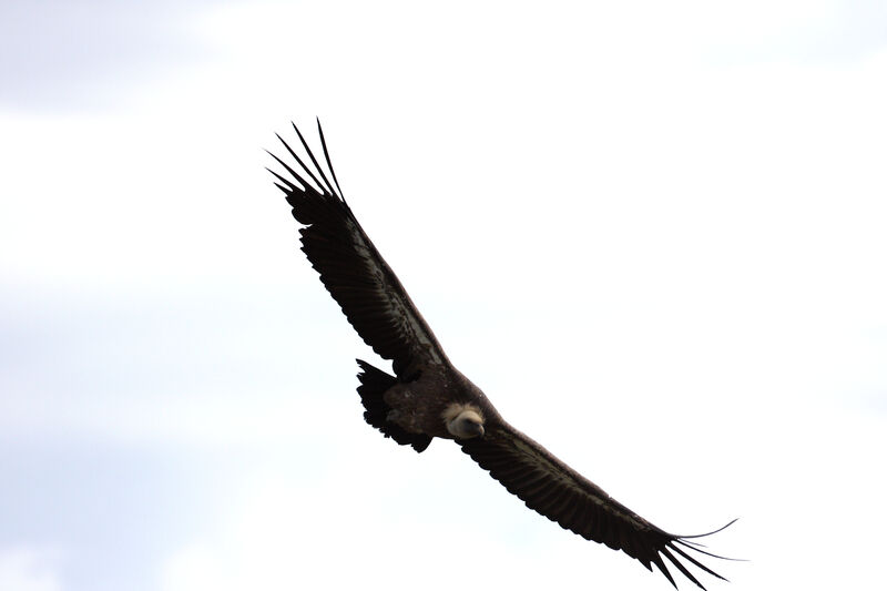 Griffon Vulture
