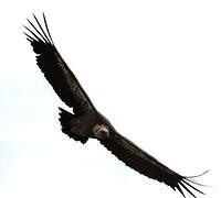 Griffon Vulture