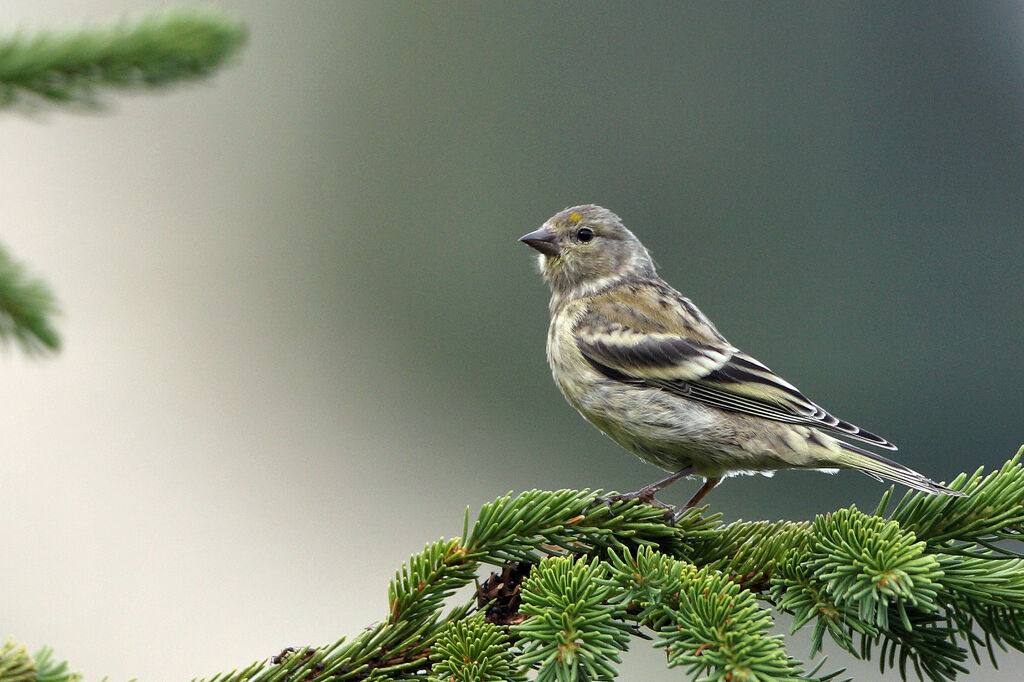 Venturon montagnard