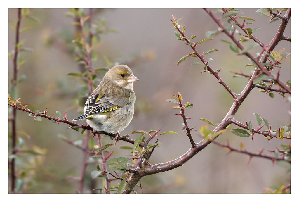 European Greenfinch