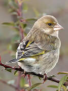 European Greenfinch