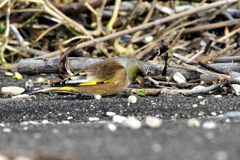 Grey-capped Greenfinchadult