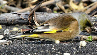 Grey-capped Greenfinch