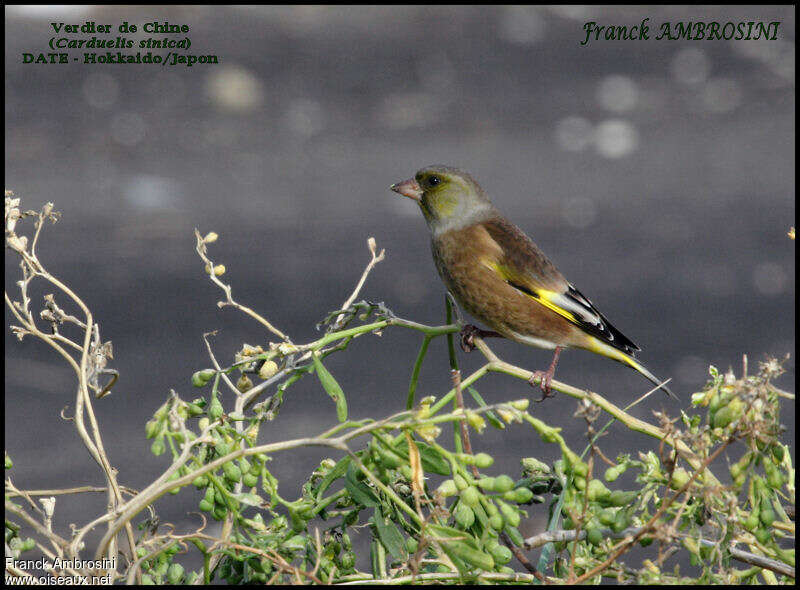 Oriental Greenfinch, identification
