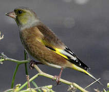 Grey-capped Greenfinch