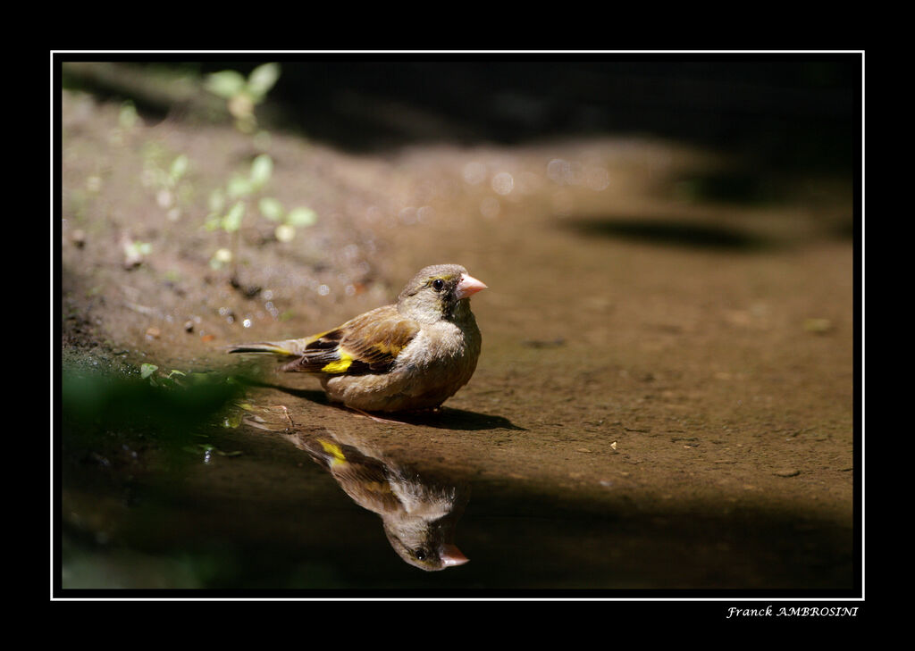 Grey-capped Greenfinch female adult