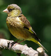 Grey-capped Greenfinch