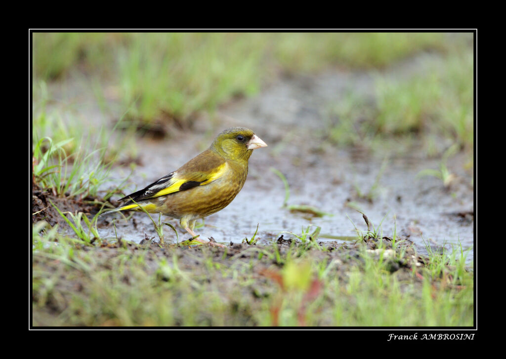 Oriental Greenfinch male adult breeding
