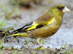 Grey-capped Greenfinch