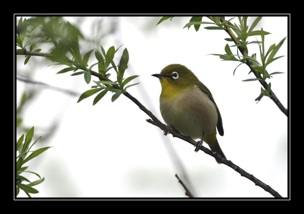 Warbling White-eyeadult breeding