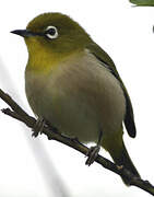 Warbling White-eye