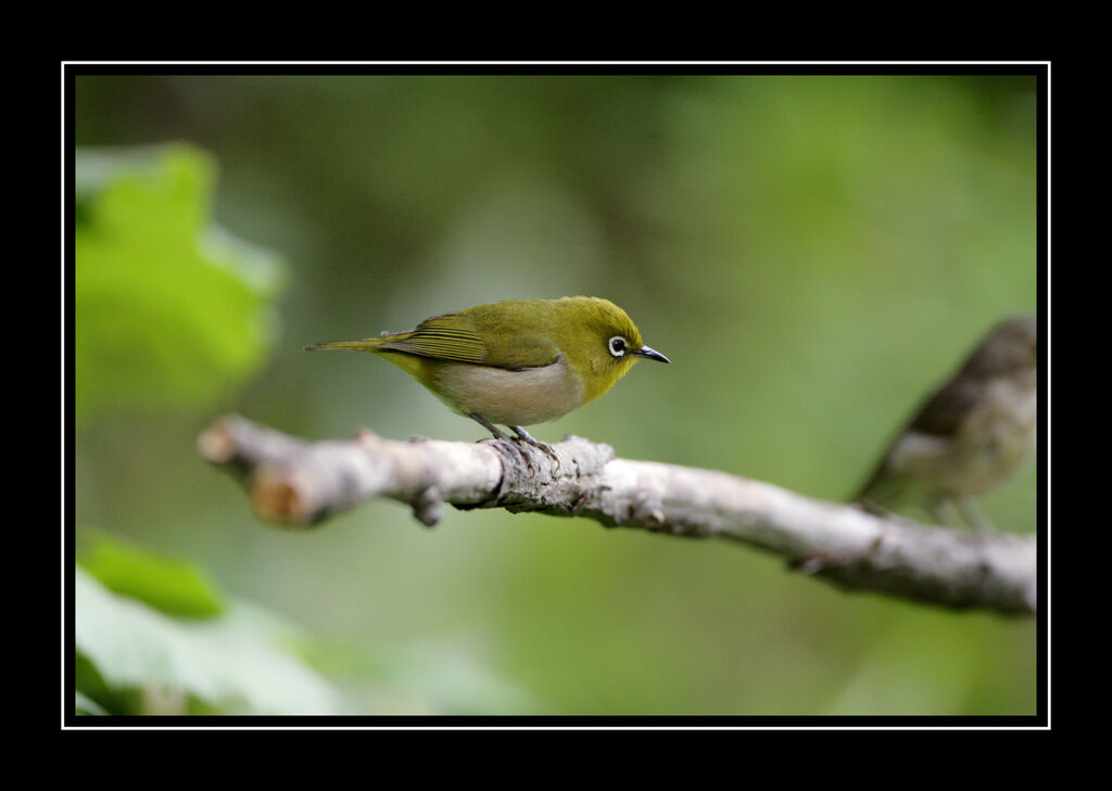 Warbling White-eyeadult