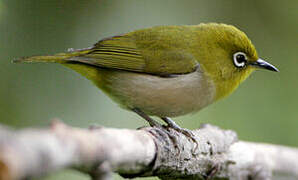 Warbling White-eye