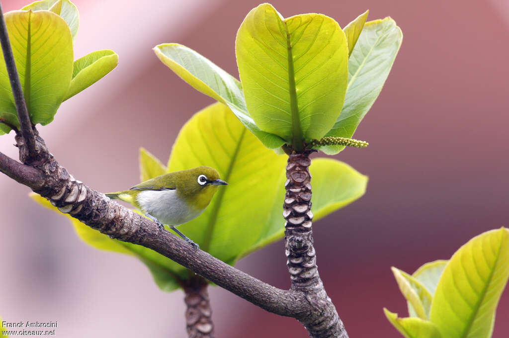 Zostérops du Japonadulte nuptial, habitat