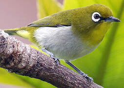 Warbling White-eye