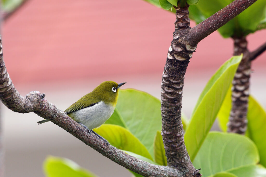 Warbling White-eyeadult breeding